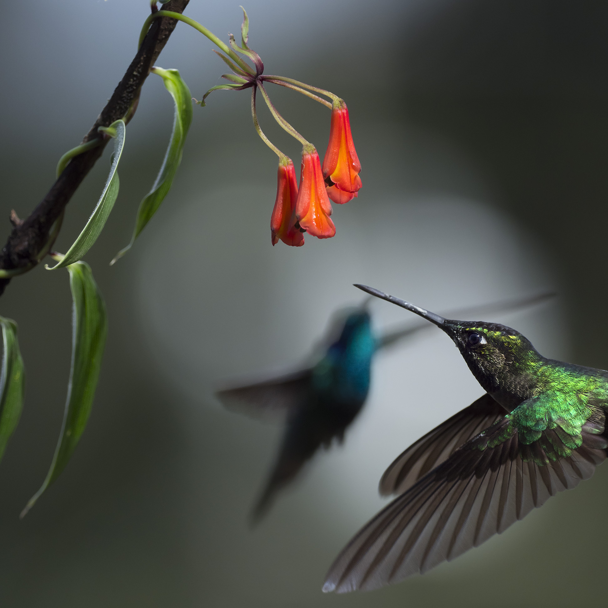 Bland kolibrier, tukaner och pilgiftsgrodor - Costa Rica. Fotoresa med Wild Nature fotoresor. Foto Jan Pedersen