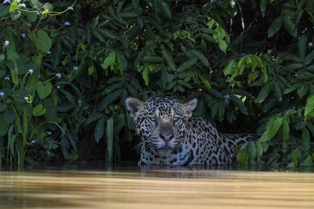 Pantanal, Brasilien - jaguarer, jätteuttrar och aror. Fotoresa med Wild Nature fotoresor. Foto: Henrik Karlssson