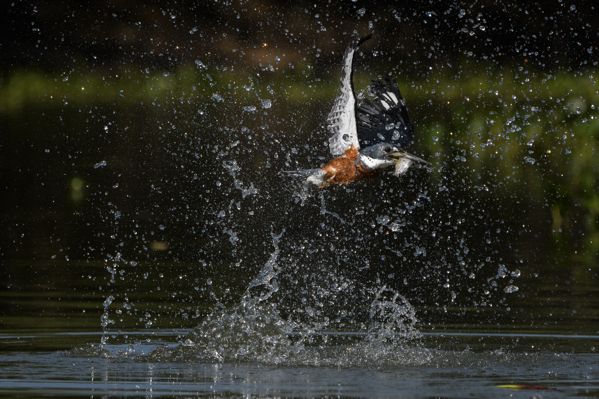 Pantanal, Brasilien - jaguarer, jätteuttrar och aror. Fotoresa med Wild Nature fotoresor. Foto: Henrik Karlssson