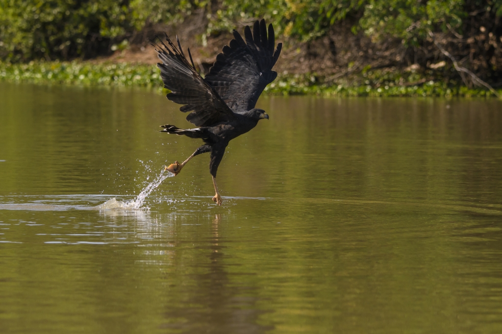 Pantanal, Brasilien - jaguarer, jätteuttrar och aror. Fotoresa med Wild Nature fotoresor. Foto: Henrik Karlssson