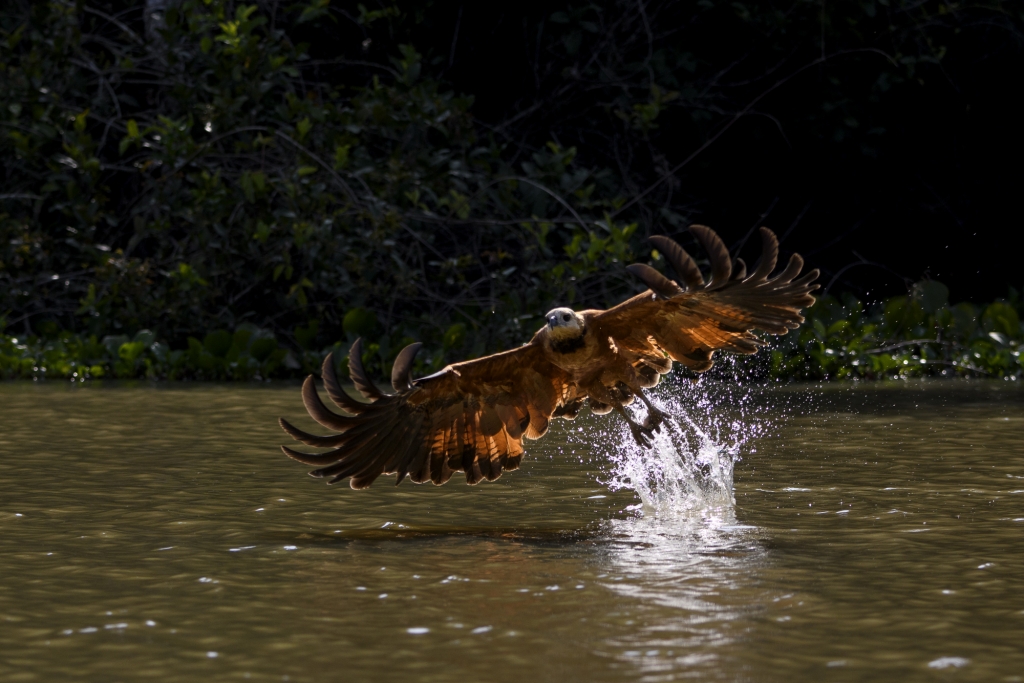 Pantanal, Brasilien - jaguarer, jätteuttrar och aror. Fotoresa med Wild Nature fotoresor. Foto: Henrik Karlssson