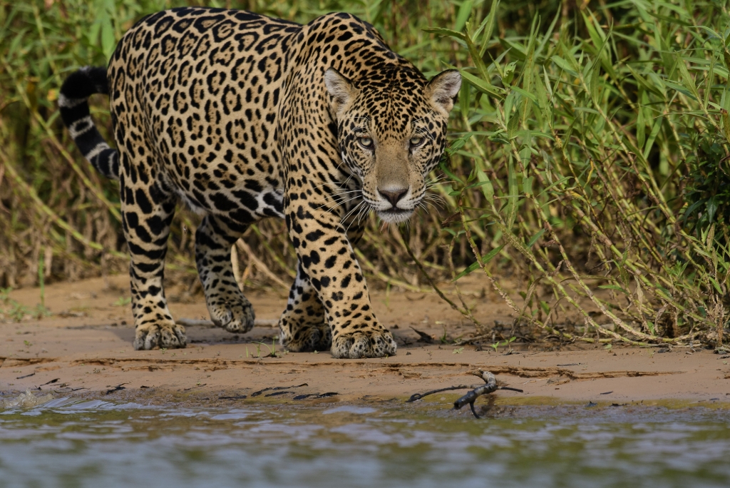 Pantanal, Brasilien - jaguarer, jätteuttrar och aror. Fotoresa med Wild Nature fotoresor. Foto: Henrik Karlssson