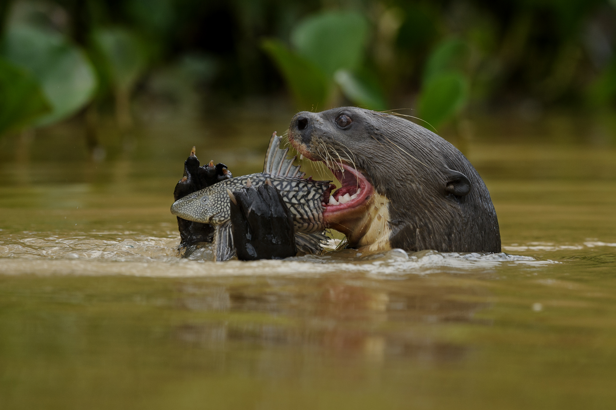Pantanal, Brasilien - jaguarer, jätteuttrar och aror. Fotoresa med Wild Nature fotoresor. Foto: Henrik Karlssson