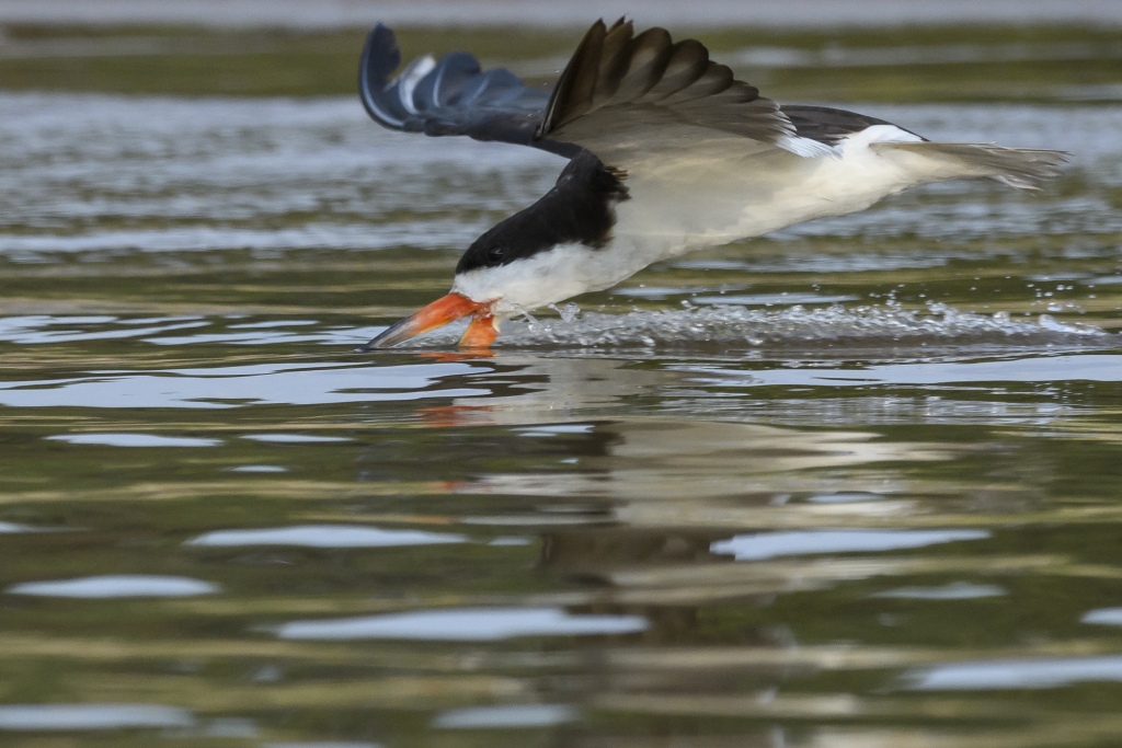 Pantanal, Brasilien - jaguarer, jätteuttrar och aror. Fotoresa med Wild Nature fotoresor. Foto: Henrik Karlssson