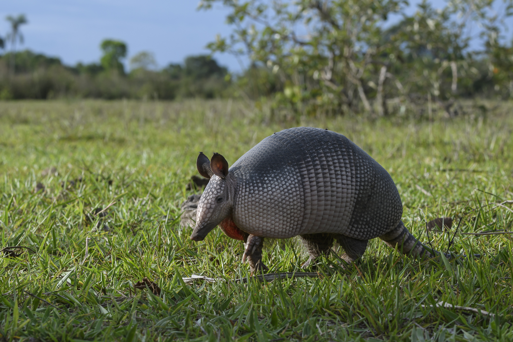 Pantanal, Brasilien - Aror och myrslokar. Fotoresa med Wild Nature fotoresor. Foto: Henrik Karlsson