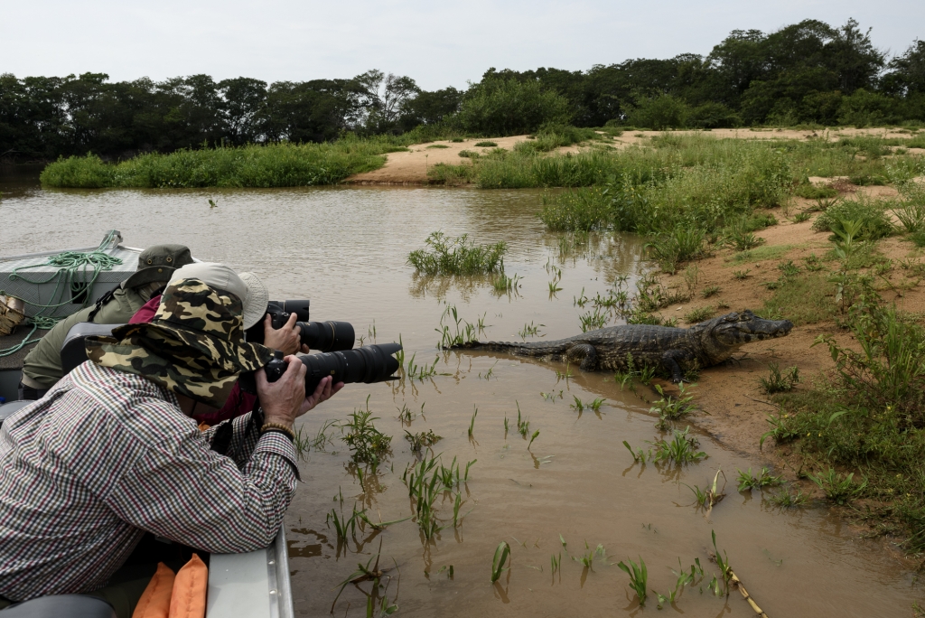 Pantanal, Brasilien - jaguarer, jätteuttrar och aror. Fotoresa med Wild Nature fotoresor. Foto: Henrik Karlssson