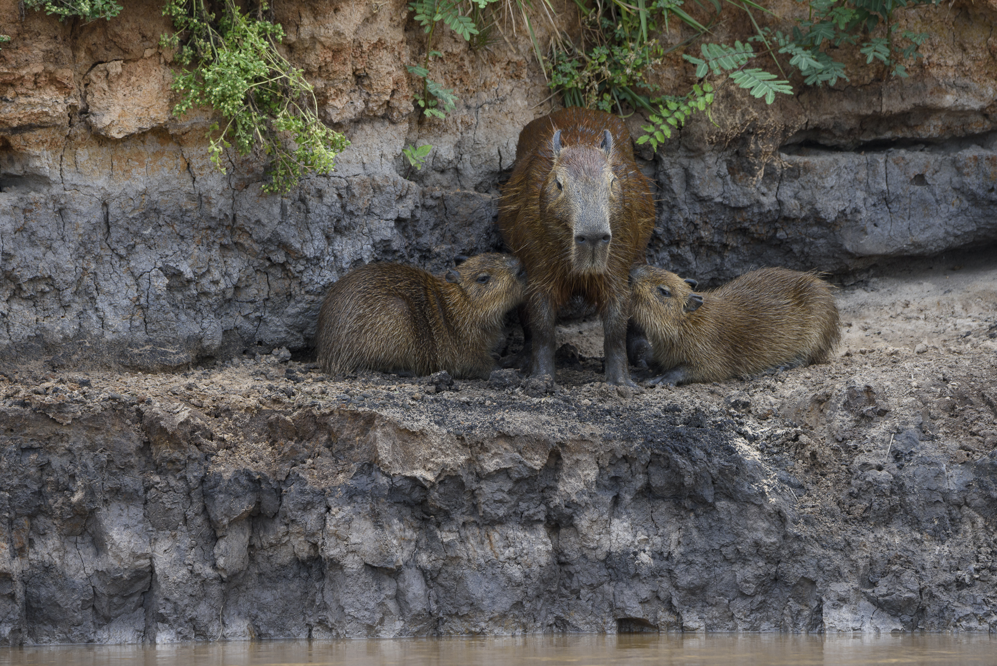 Pantanal, Brasilien - jaguarer, jätteuttrar och aror. Fotoresa med Wild Nature fotoresor. Foto: Henrik Karlssson