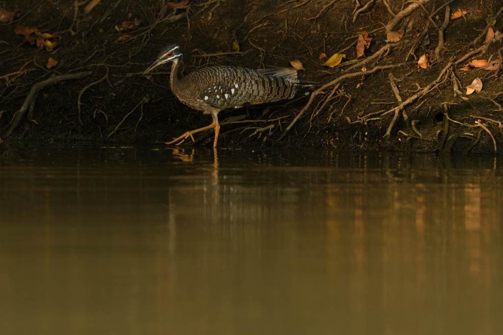 Pantanal, Brasilien - jaguarer, jätteuttrar och aror. Fotoresa med Wild Nature fotoresor. Foto: Henrik Karlssson