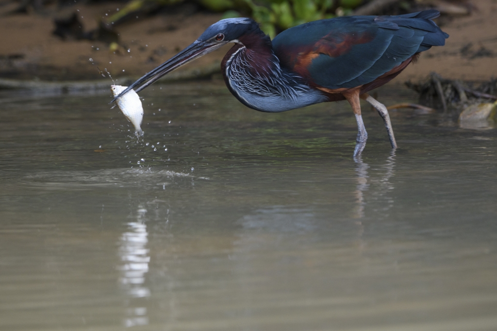 Pantanal, Brasilien - jaguarer, jätteuttrar och aror. Fotoresa med Wild Nature fotoresor. Foto: Henrik Karlssson