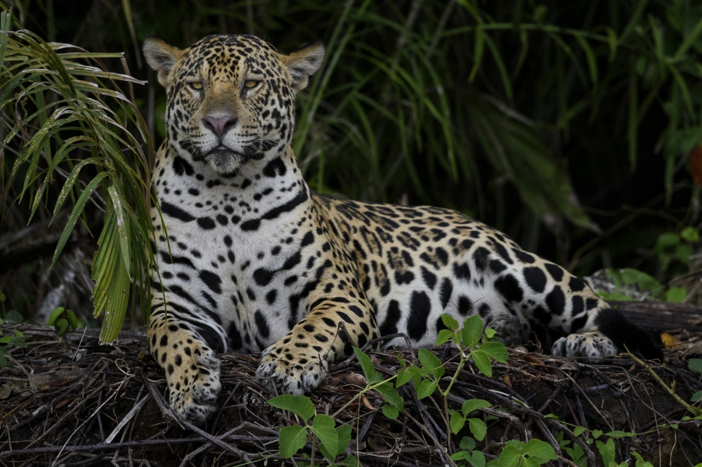 Pantanal, Brasilien - jaguarer, jätteuttrar och aror. Fotoresa med Wild Nature fotoresor. Foto: Henrik Karlssson