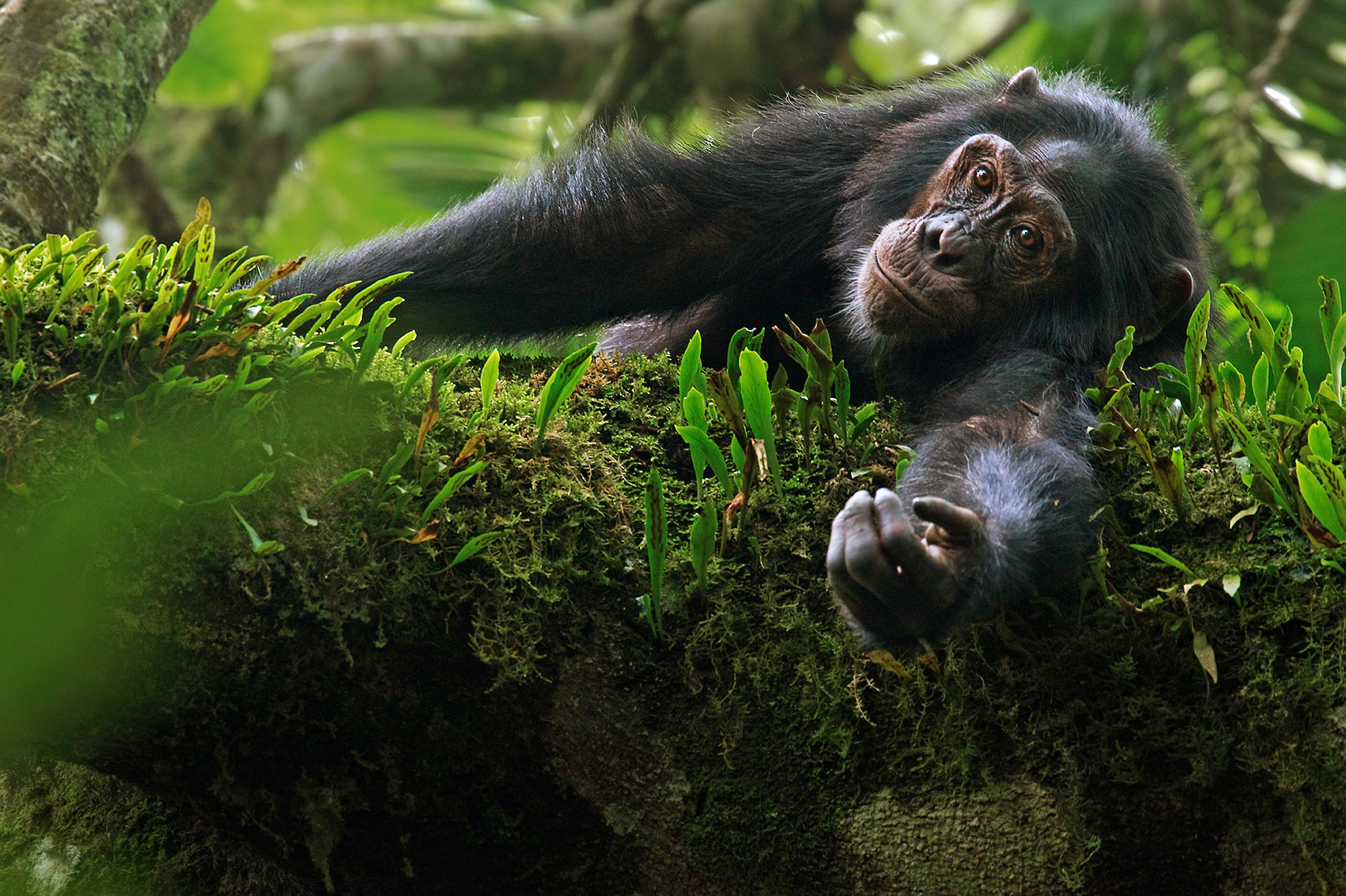 Young chimpanzee male resting in the rainforest canopy. Kibale NP. Uganda