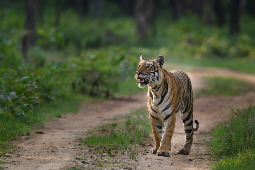 tiger, Sydindien, Indien, fotoresa, Wild Nature fotoresor