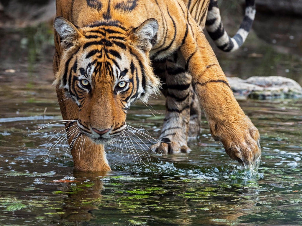 tiger, Sydindien, Indien, fotoresa, Wild Nature fotoresor