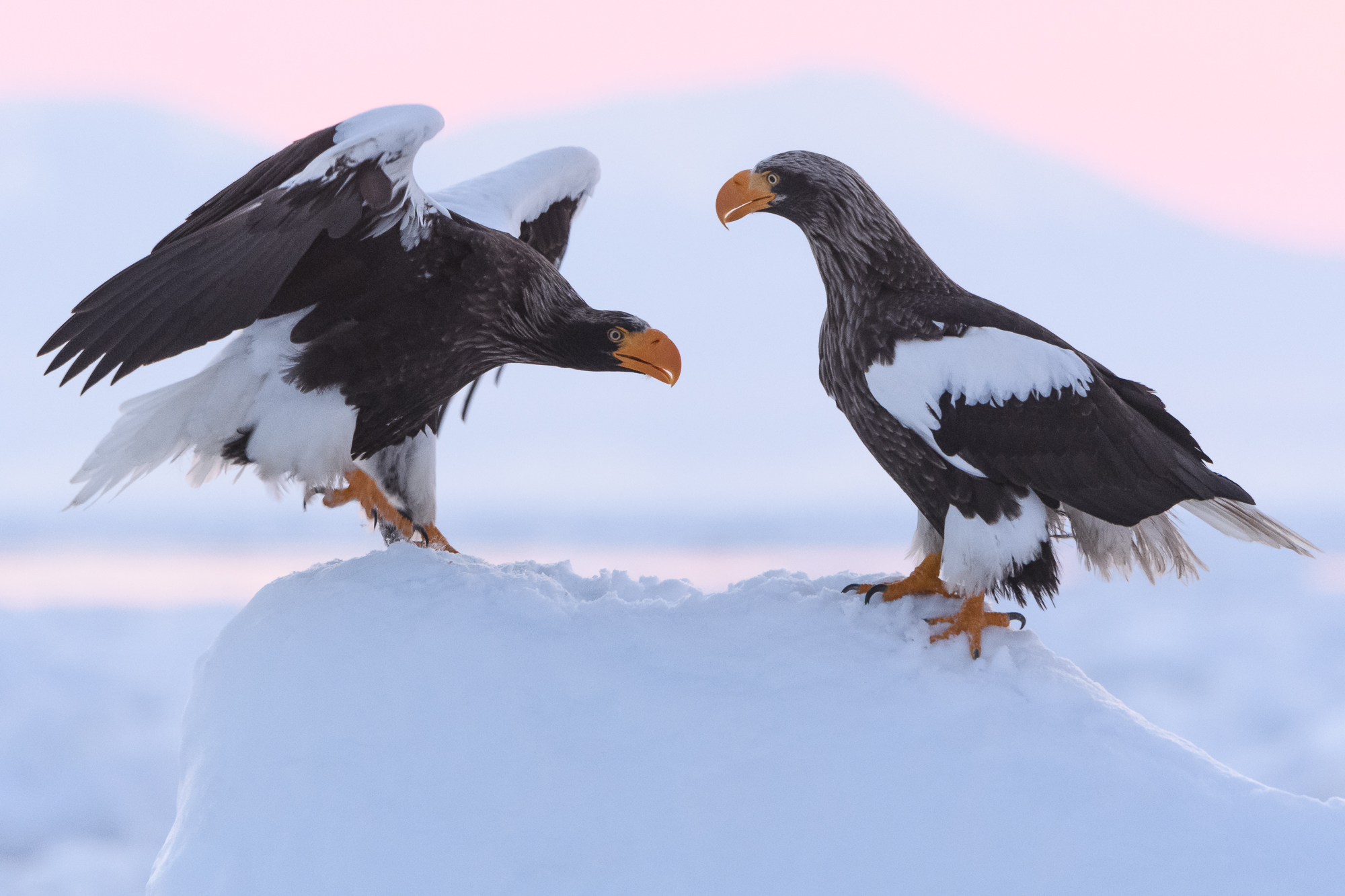 Vita tranor, ugglor och jättehavsörnar, Japan. Fotoresa med Wild Nature fotoresor. Foto: Henrik Karlsson