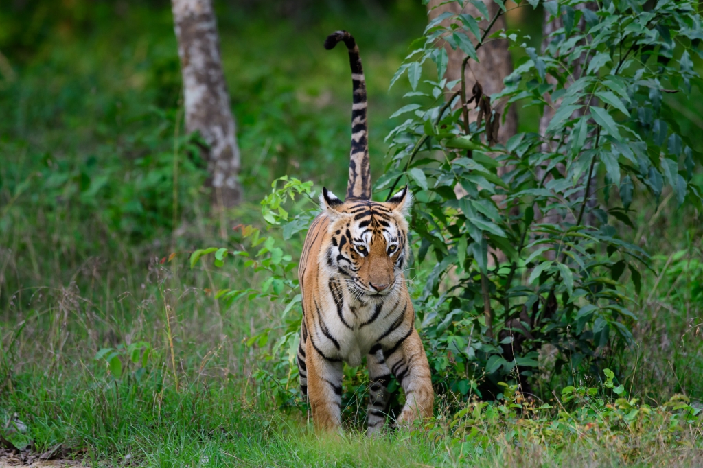 tiger, Sydindien, Indien, fotoresa, Wild Nature fotoresor