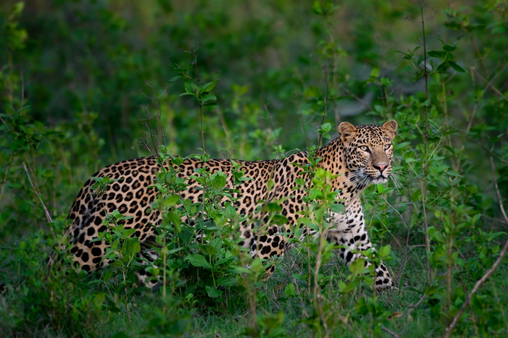 leopard, Sydindien, Indien, fotoresa, Wild Nature fotoresor