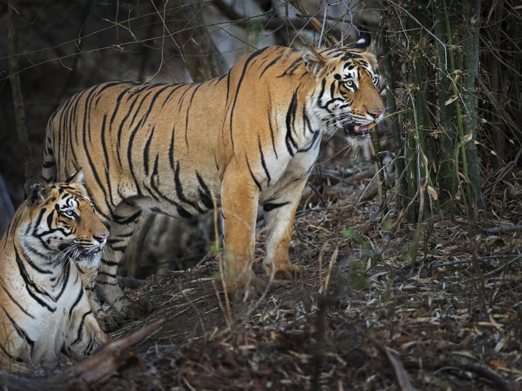 tiger, Sydindien, Indien, fotoresa, Wild Nature fotoresor