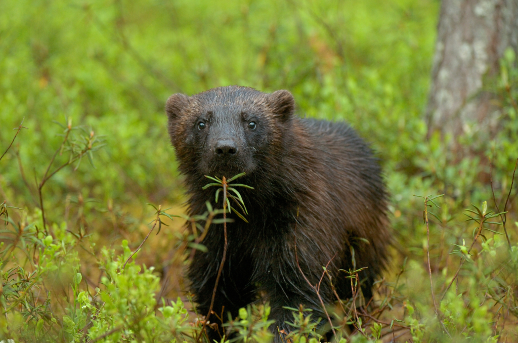 Björnar i försommarens taiga. Fotoresa med Wild Nature fotoresor. Foto: Henrik Karlsson