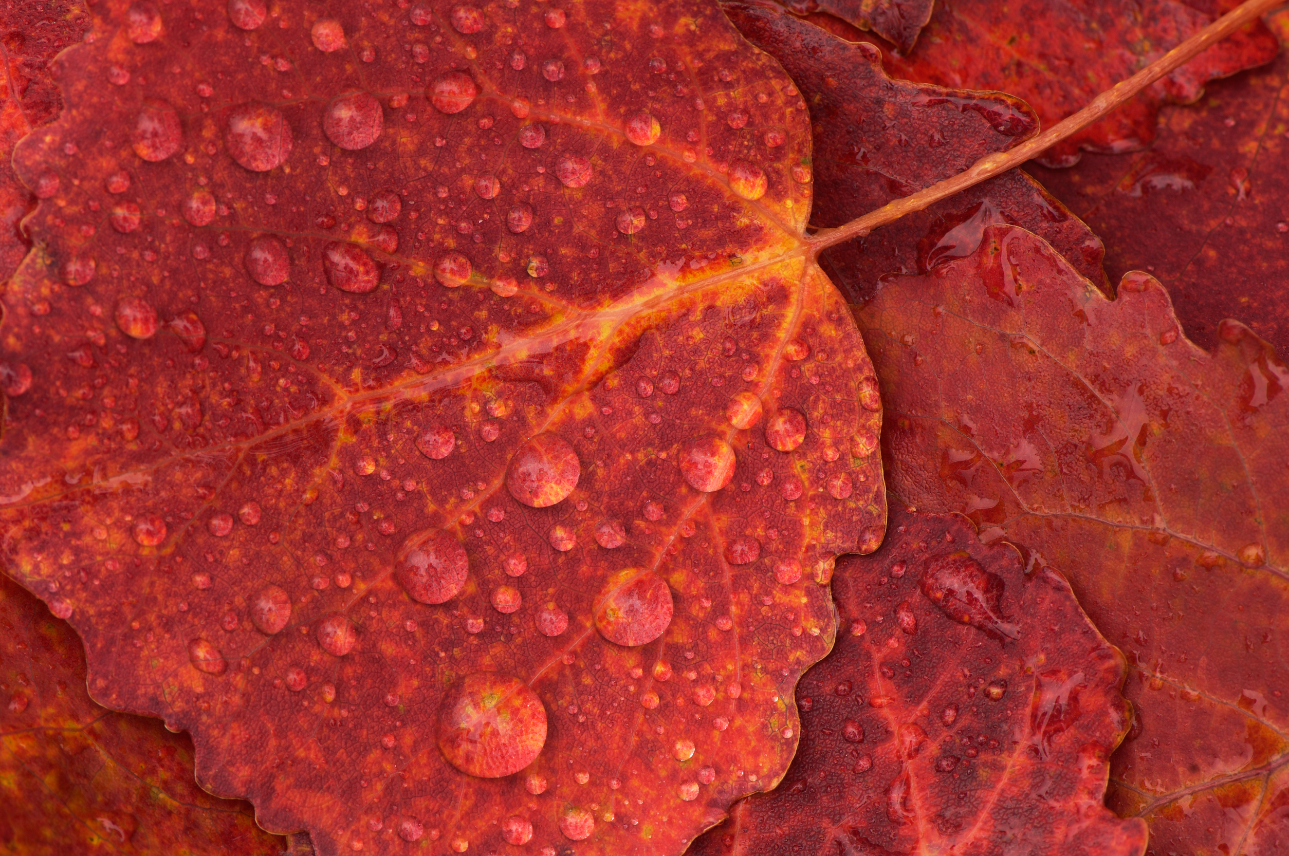 Aspen, Populus tremulus, leaves in autumn colours, Lapland, Sweden.