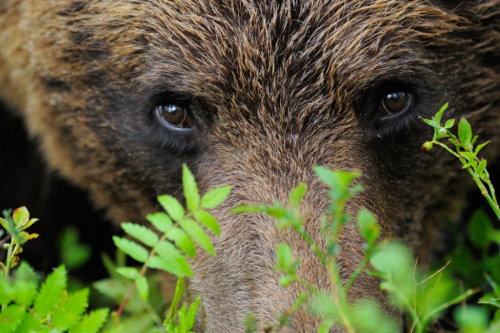 Björnar i försommarens taiga. Fotoresa med Wild Nature fotoresor. Foto: Henrik Karlsson