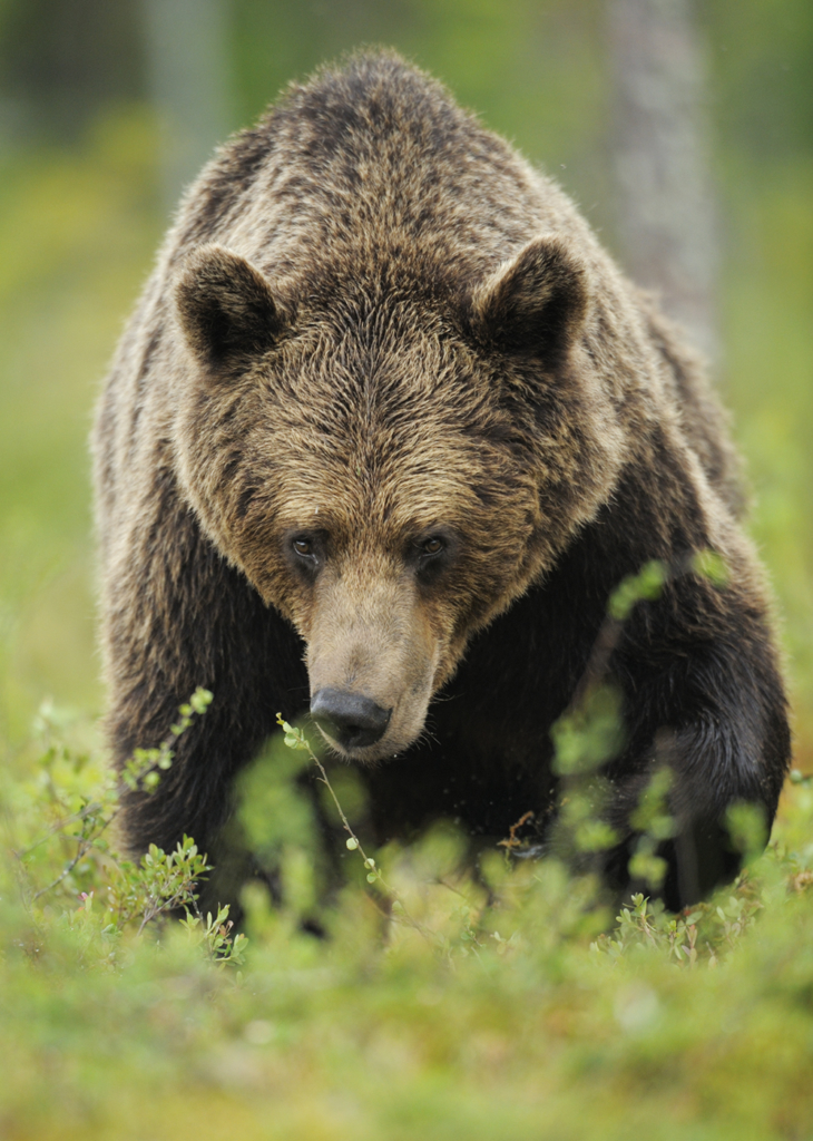 Björnar i försommarens taiga. Fotoresa med Wild Nature fotoresor. Foto: Staffan Widstrand