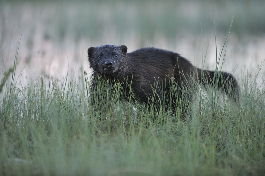 Björnar i försommarens taiga. Fotoresa med Wild Nature fotoresor. Foto: Staffan Widstrand