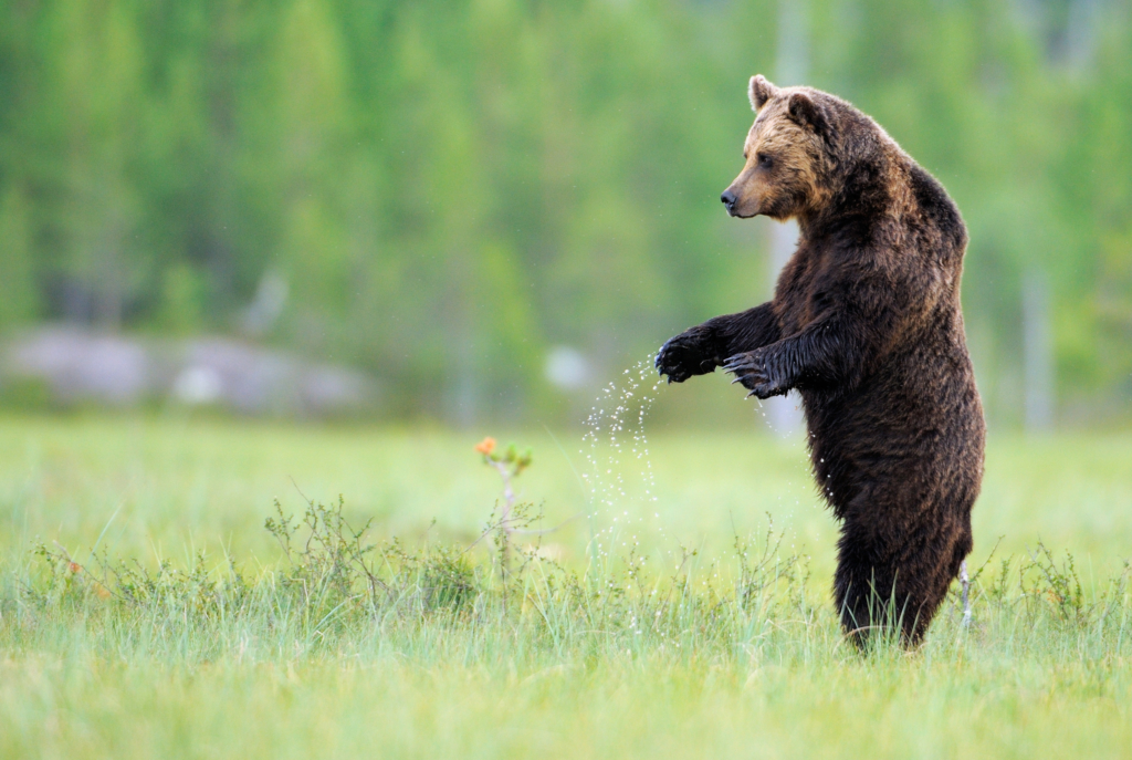 Björnar i försommarens taiga. Fotoresa med Wild Nature fotoresor. Foto: Staffan Widstrand