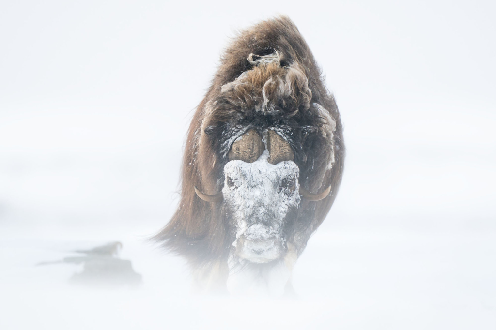 Musk-oxen in winter at Dovrefjell, Norway. Photo tour with Wild Nature Photo Adventures. Photo by Floris Smeets