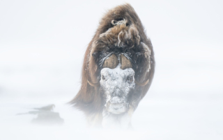 Musk-oxen in winter at Dovrefjell, Norway. Photo tour with Wild Nature Photo Adventures. Photo by Floris Smeets