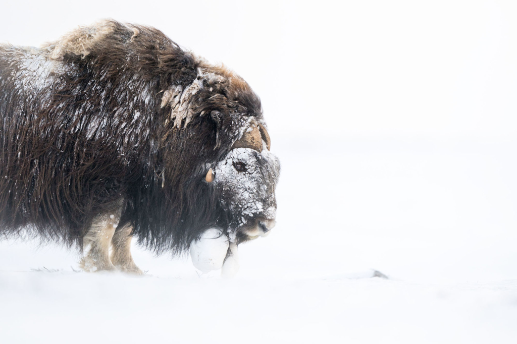 Musk-oxen in winter at Dovrefjell, Norway. Photo tour with Wild Nature Photo Adventures. Photo by Floris Smeets