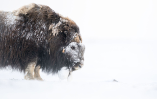 Musk-oxen in winter at Dovrefjell, Norway. Photo tour with Wild Nature Photo Adventures. Photo by Floris Smeets