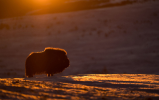 Musk-oxen in winter at Dovrefjell, Norway. Photo tour with Wild Nature Photo Adventures. Photo by Floris Smeets