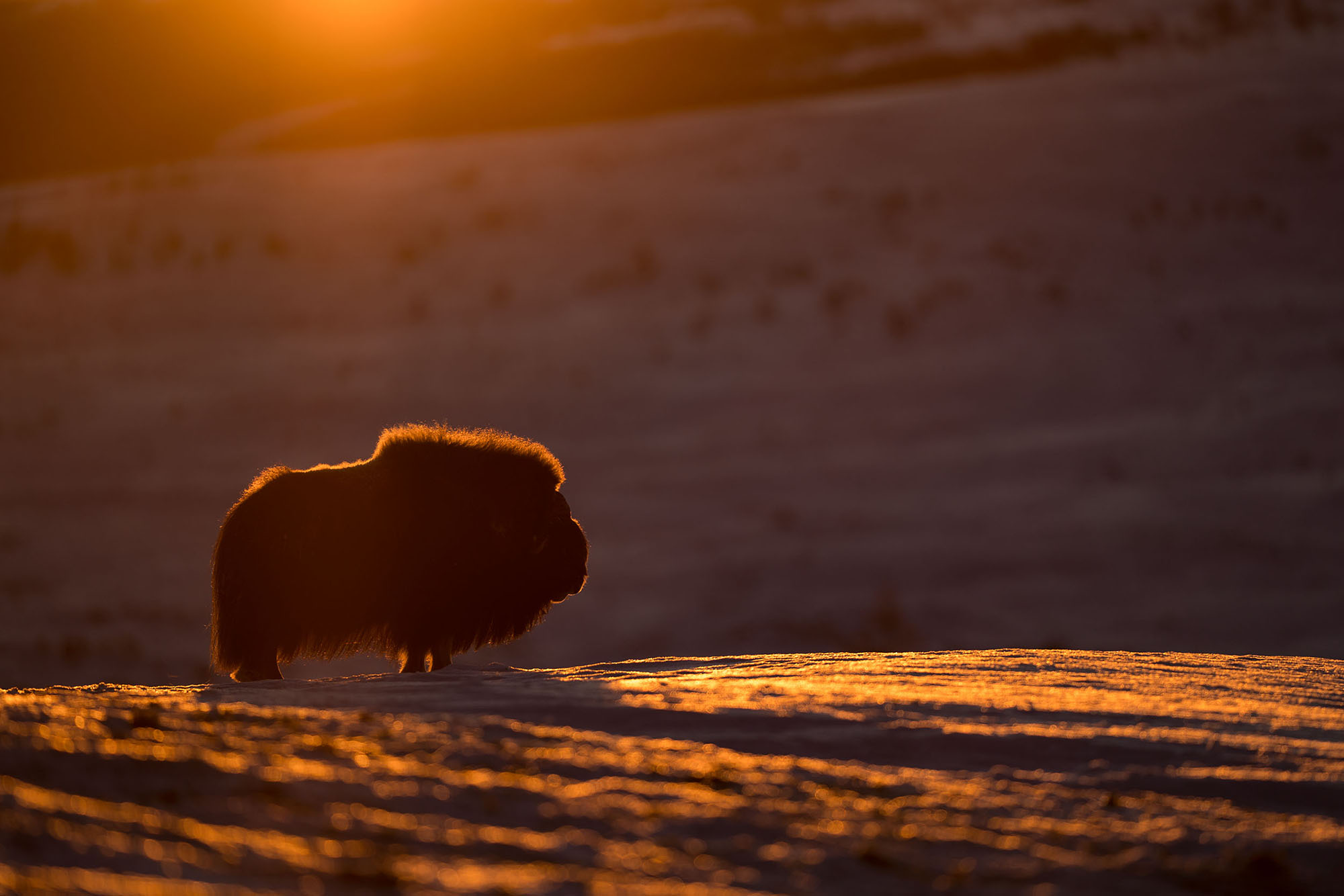 Musk-oxen in winter at Dovrefjell, Norway. Photo tour with Wild Nature Photo Adventures. Photo by Floris Smeets