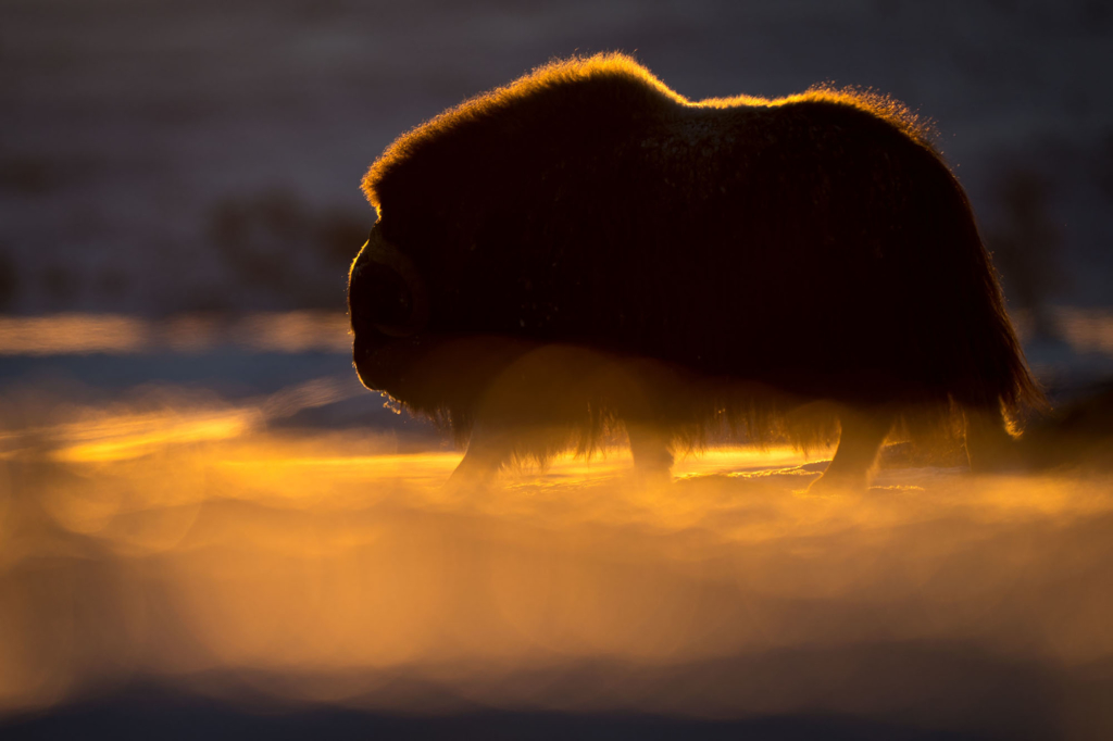 Musk-oxen in winter at Dovrefjell, Norway. Photo tour with Wild Nature Photo Adventures. Photo by Floris Smeets