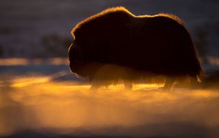 Musk-oxen in winter at Dovrefjell, Norway. Photo tour with Wild Nature Photo Adventures. Photo by Floris Smeets