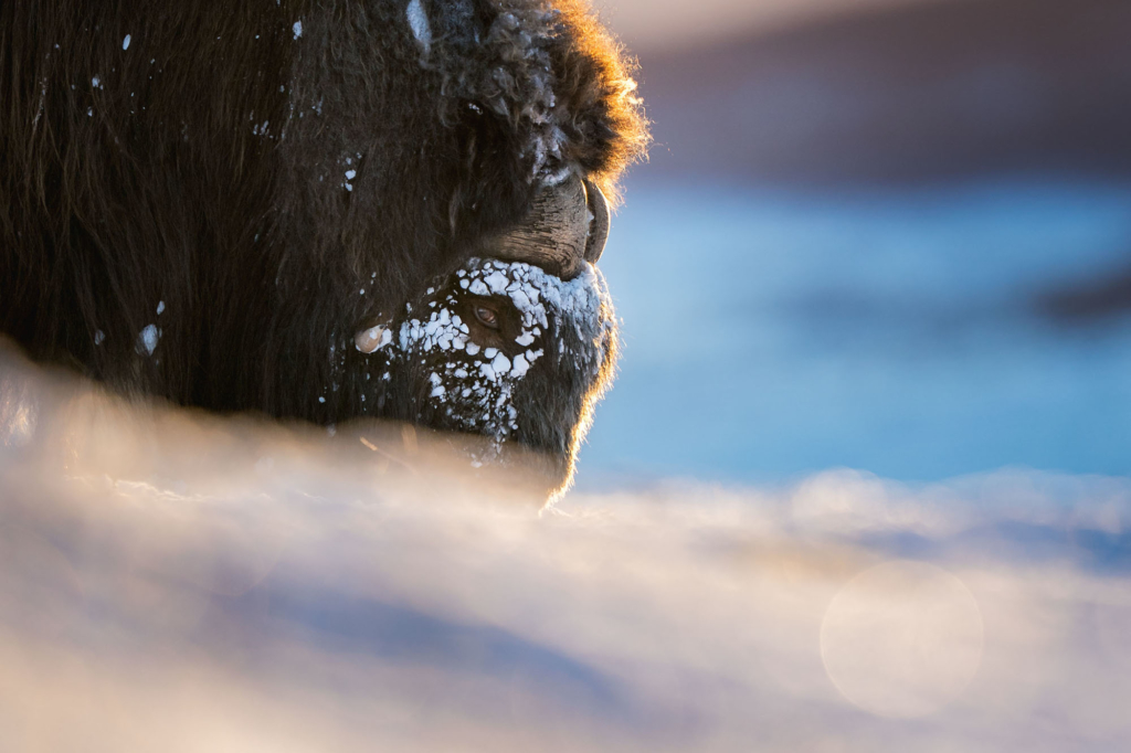 Musk-oxen in winter at Dovrefjell, Norway. Photo tour with Wild Nature Photo Adventures. Photo by Floris Smeets