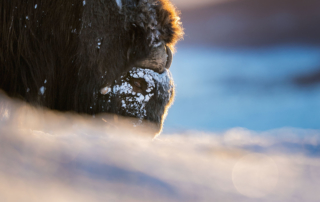 Musk-oxen in winter at Dovrefjell, Norway. Photo tour with Wild Nature Photo Adventures. Photo by Floris Smeets