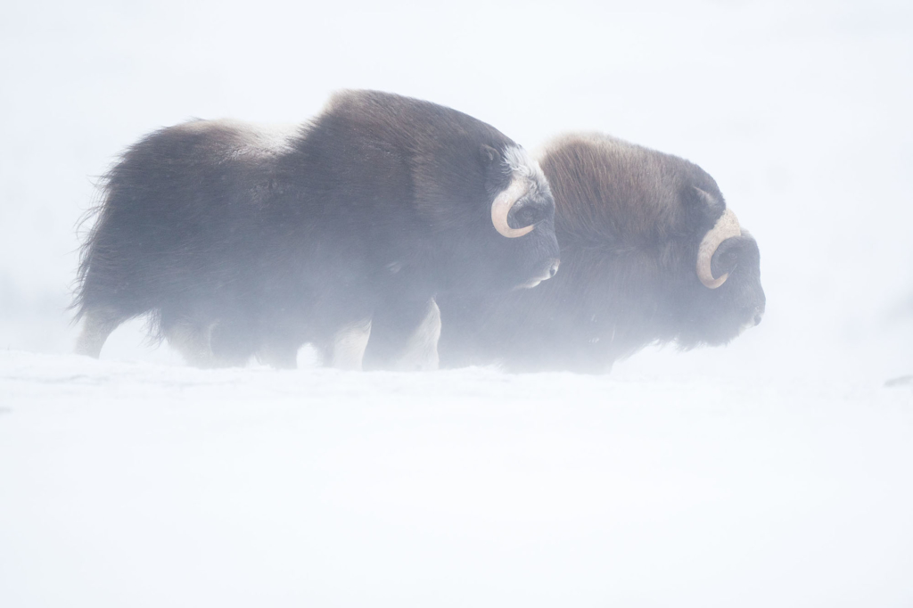 Musk-oxen in winter at Dovrefjell, Norway. Photo tour with Wild Nature Photo Adventures. Photo by Floris Smeets