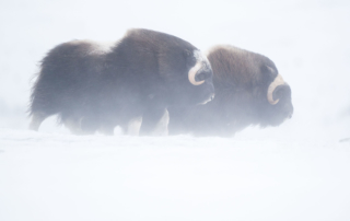 Musk-oxen in winter at Dovrefjell, Norway. Photo tour with Wild Nature Photo Adventures. Photo by Floris Smeets