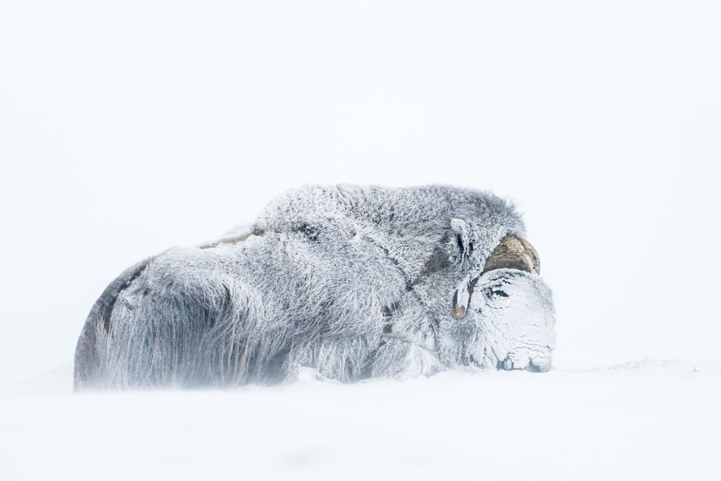 Musk-oxen in winter at Dovrefjell, Norway. Photo tour with Wild Nature Photo Adventures. Photo by Floris Smeets