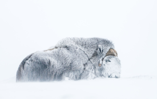 Musk-oxen in winter at Dovrefjell, Norway. Photo tour with Wild Nature Photo Adventures. Photo by Floris Smeets