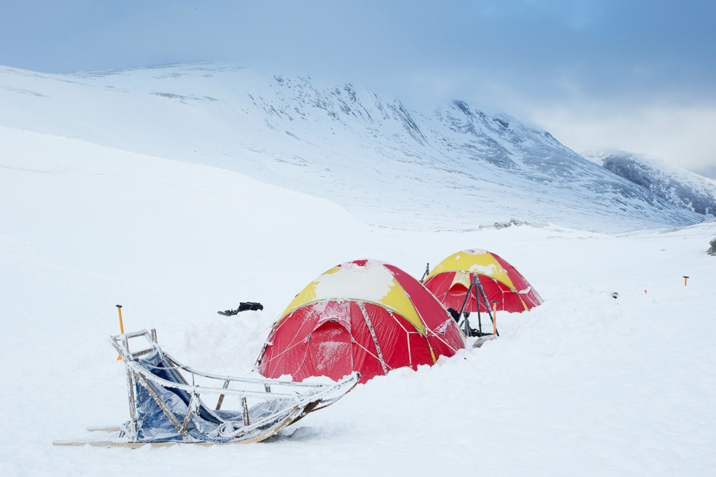 Musk-oxen in winter at Dovrefjell, Norway. Photo tour with Wild Nature Photo Adventures. Photo by Floris Smeets