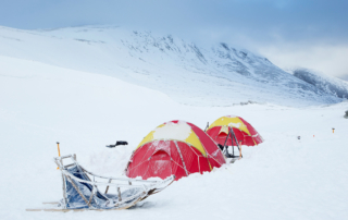 Musk-oxen in winter at Dovrefjell, Norway. Photo tour with Wild Nature Photo Adventures. Photo by Floris Smeets