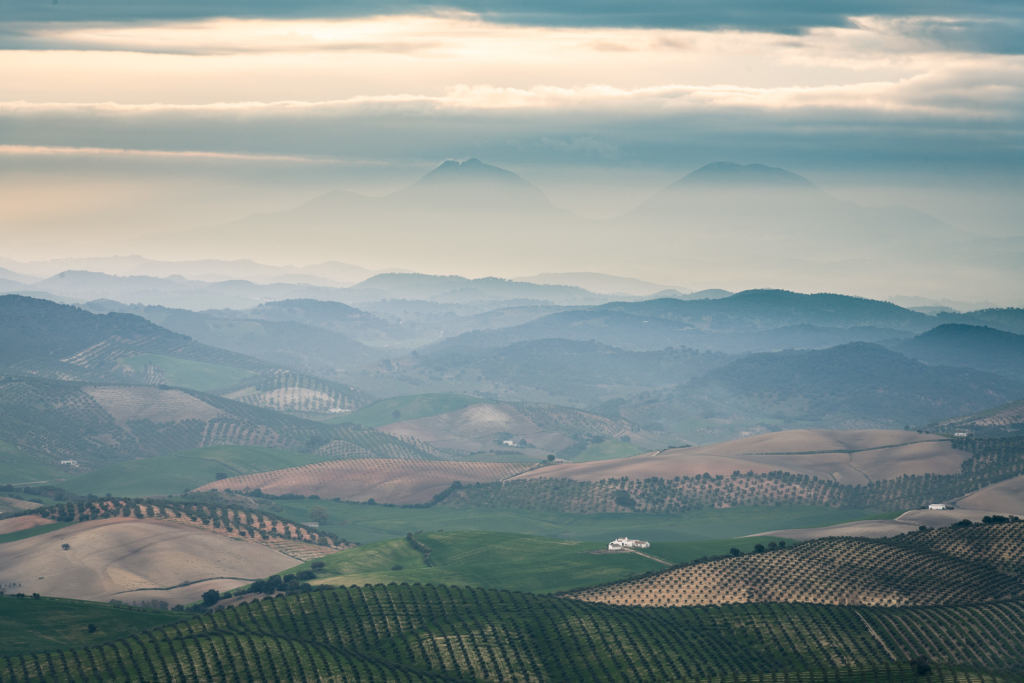 Mandelblom och böljande jordbrukslandskap i Andalusien, Spanien. Fotoresa med Wild Nature fotoresor. Foto Frida Hermansson