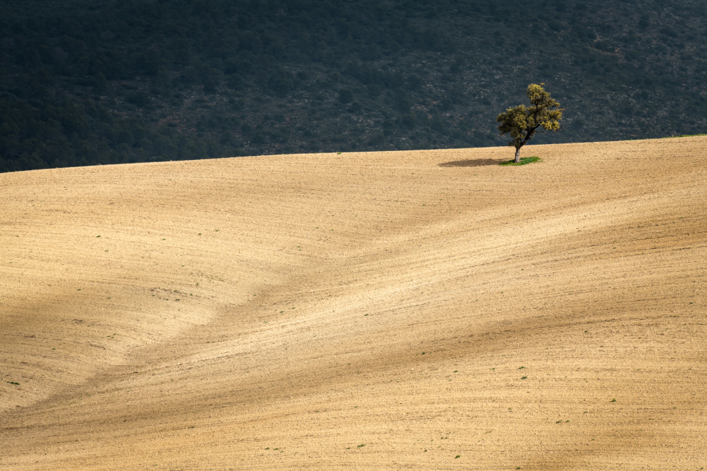 Mandelblom och böljande jordbrukslandskap i Andalusien, Spanien. Fotoresa med Wild Nature fotoresor. Foto Frida Hermansson