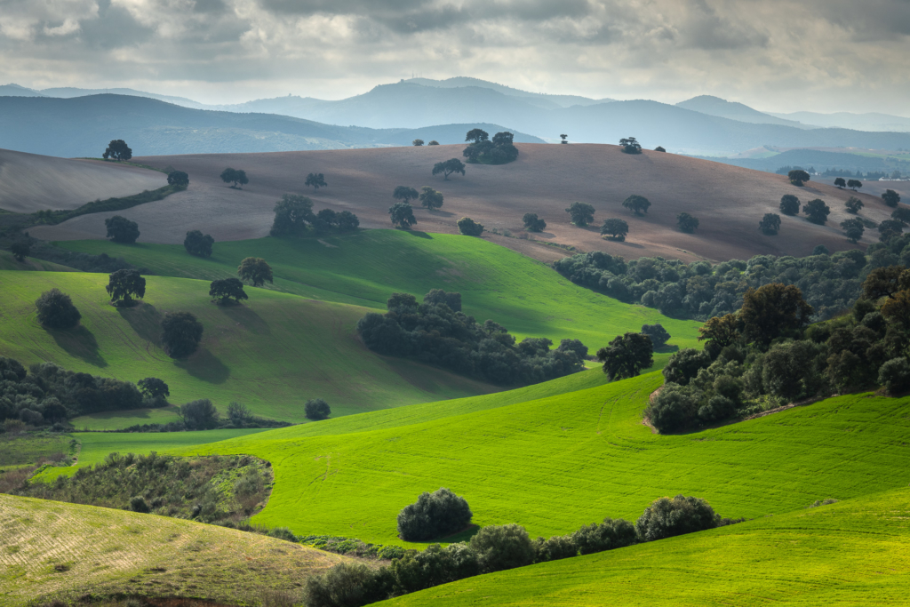 Mandelblom och böljande jordbrukslandskap i Andalusien, Spanien. Fotoresa med Wild Nature fotoresor. Foto Frida Hermansson