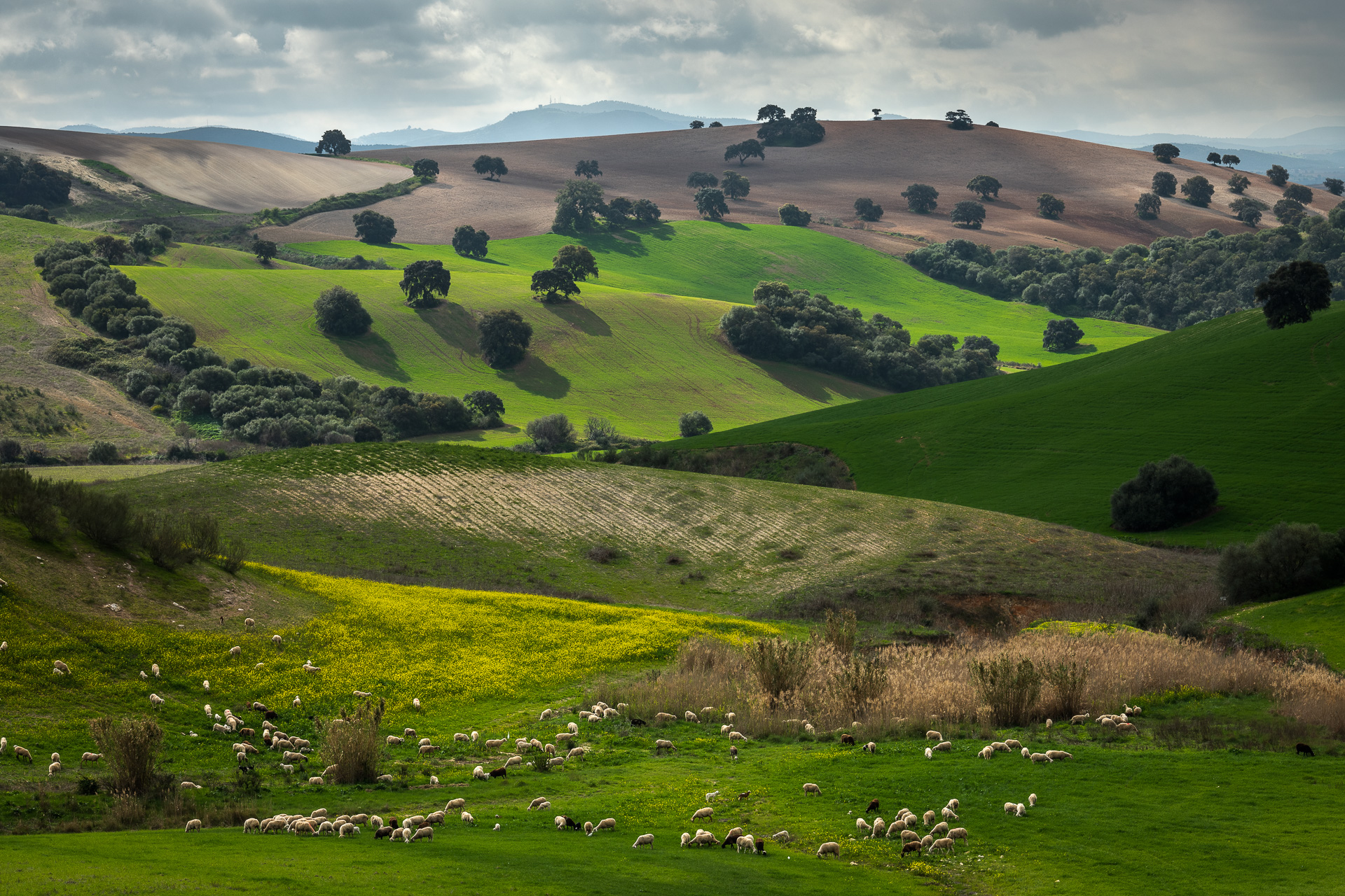 Mandelblom och böljande jordbrukslandskap i Andalusien, Spanien. Fotoresa med Wild Nature fotoresor. Foto Frida Hermansson