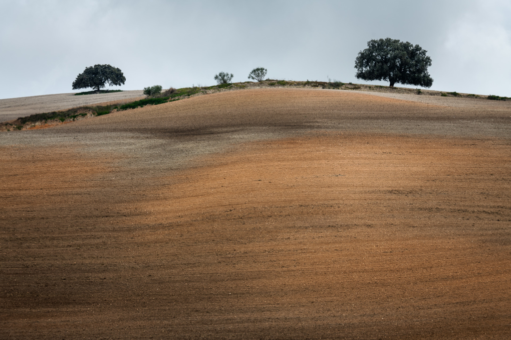 Mandelblom och böljande jordbrukslandskap i Andalusien, Spanien. Fotoresa med Wild Nature fotoresor. Foto Frida Hermansson