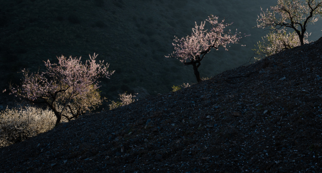 Mandelblom och böljande jordbrukslandskap i Andalusien, Spanien. Fotoresa med Wild Nature fotoresor. Foto Frida Hermansson