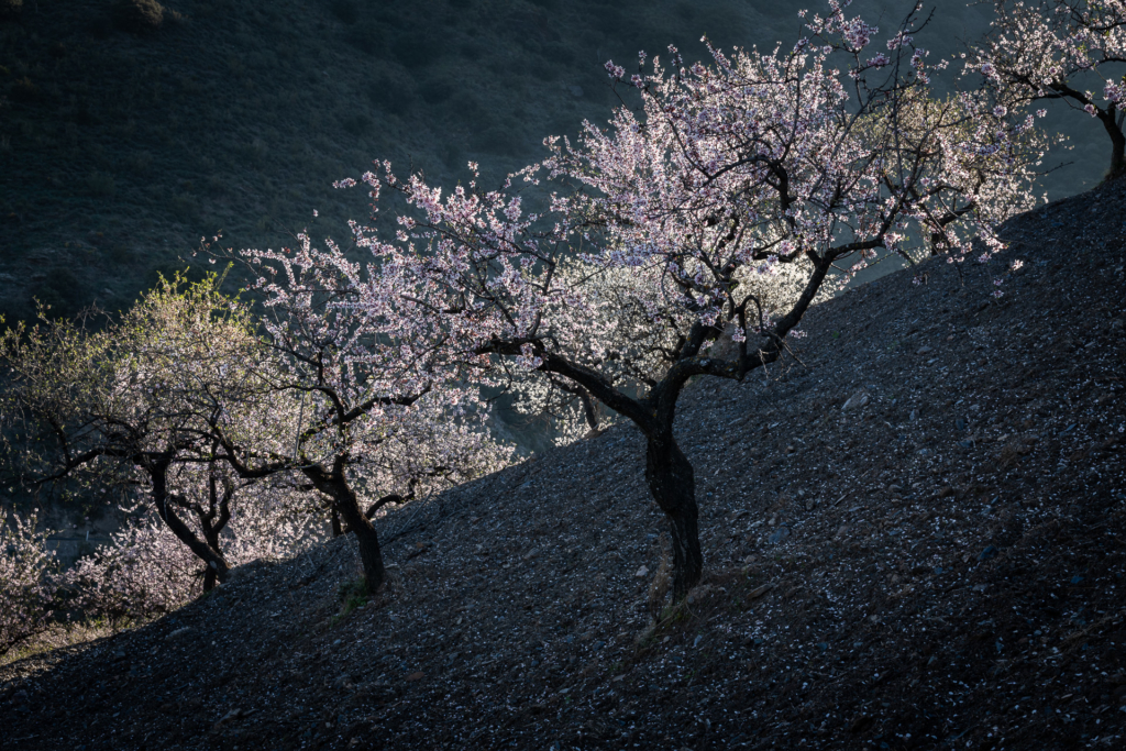 Mandelblom och böljande jordbrukslandskap i Andalusien, Spanien. Fotoresa med Wild Nature fotoresor. Foto Frida Hermansson